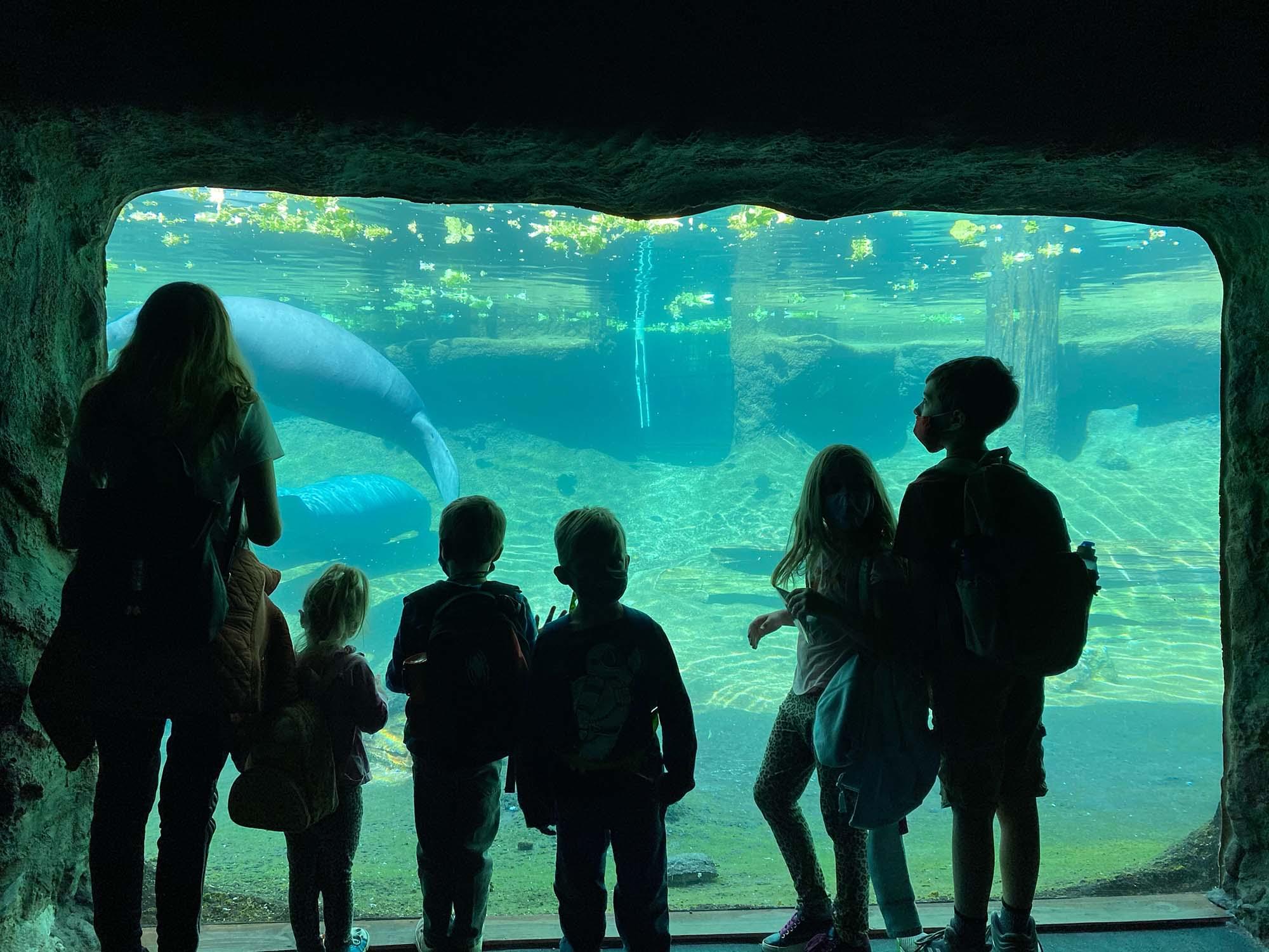 Family at ZooTampa looking at the manatees